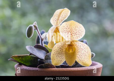 Vista ravvicinata delle specie di orchidee pantofole retroilluminate paphiopedilum concolora in vaso di argilla con delicati fiori gialli che sbocciano all'aperto Foto Stock