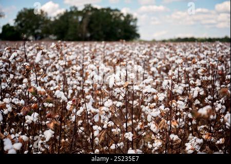 Denso campo di cotone con bolli maturi e alberi sullo sfondo Foto Stock