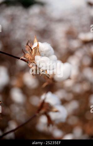 Primo piano di soffici bolli di cotone su un ramo con un campo sfocato Foto Stock