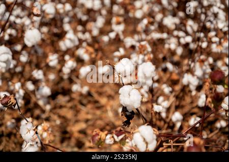 Campo di cotone con tetti bianchi maturi sotto la chiara luce del sole Foto Stock