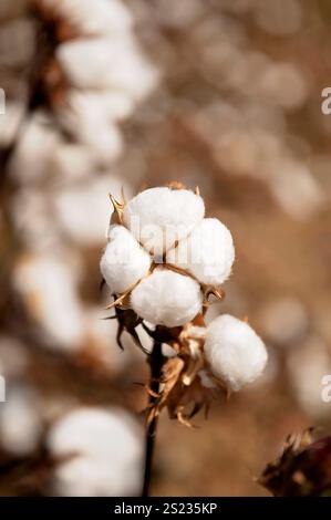 Primo piano di un bolo di cotone completamente maturo su una pianta, sfondo sfocato Foto Stock