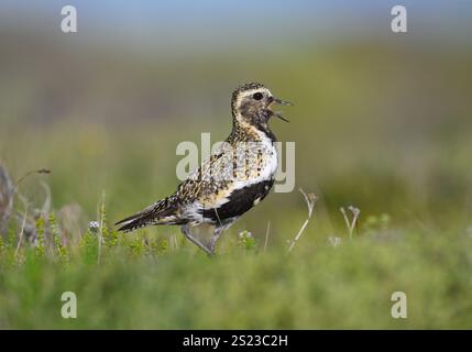 Golden Plover - Pluvialis apricaria Foto Stock