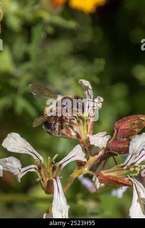 Eucera nigrilabris, Longhorn Bee Foto Stock