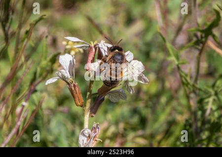 Eucera nigrilabris, Longhorn Bee Foto Stock