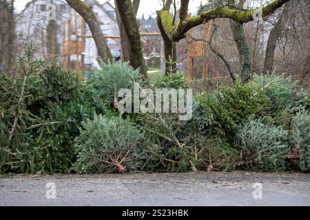 Luogo di riaccompagnamento per il riciclaggio degli alberi di Natale per uno smaltimento sostenibile Foto Stock
