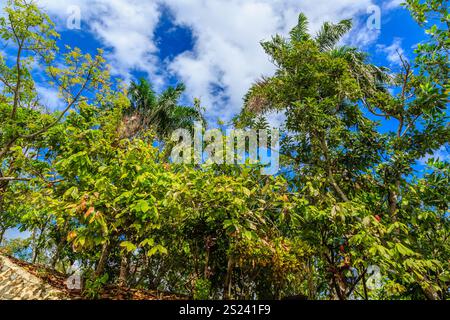 Una lussureggiante foresta verde con un cielo azzurro. Gli alberi sono alti e verdeggianti, e il cielo è pieno di soffici nuvole bianche. La scena è pacifica Foto Stock