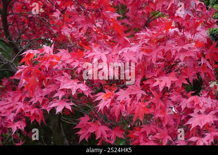 Rosso brillante Acer Palmatum "Osakazuki" (albero d'acero giapponese) coltivato nei confini RHS Garden Harlow Carr, Harrogate, Yorkshire, Inghilterra, Regno Unito Foto Stock