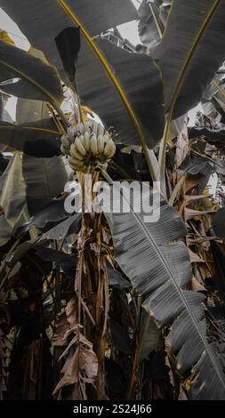 Un gruppo di banane appese ad un albero di banana circondato da grandi foglie verdi. Foto Stock