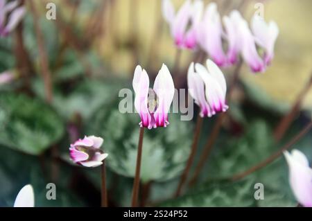 Fiore Cyclamen Graecum (Greek Cyclamen) Pink pale cresciuto nella Alpine House presso RHS Garden Harlow Carr, Harrogate, Yorkshire, Inghilterra, Regno Unito Foto Stock