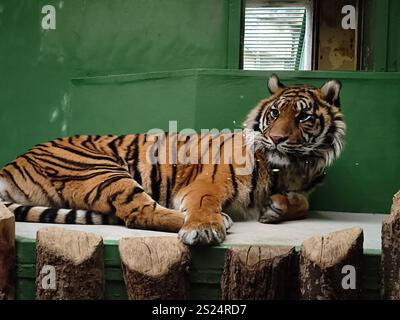 Praga, repubblica Ceca - 28 dicembre 2024: Tigre di Sumatra sdraiata e riposata nel suo recinto allo zoo di praga, cechia Foto Stock