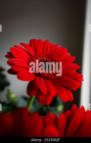 Primo piano di una margherita rossa con un ricco centro rosso e accenti gialli, adagiato su un muro bianco sfocato e un po' di verde Foto Stock