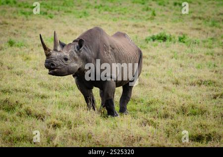 I rinoceronti neri (Diceros bicornis) sono noti per le loro due corna e sono in pericolo critico Foto Stock