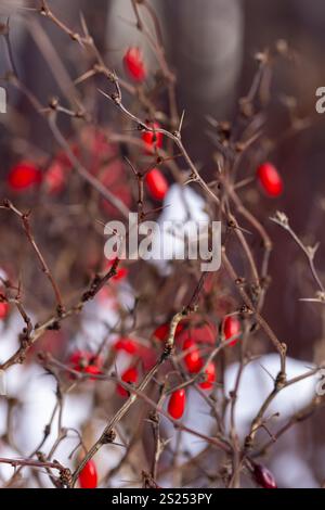 bacche di mirtillo rosso brillante in inverno, prima brina, prima neve, inizio inverno, giornata invernale ghiacciata Foto Stock