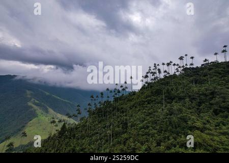Le Palme di cera più alte del mondo (Ceroxylon quindiuense), riconosciute dall'UNESCO come Patrimonio Culturale trovato nella valle di Cocora, Salento, Quindío, Colombia Foto Stock