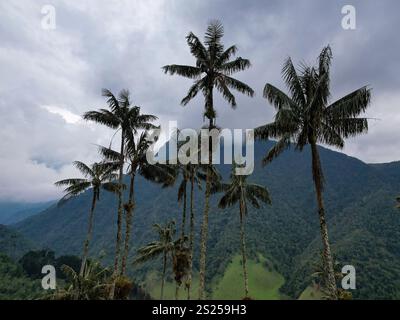 Le Palme di cera più alte del mondo (Ceroxylon quindiuense), riconosciute dall'UNESCO come Patrimonio Culturale trovato nella valle di Cocora, Salento, Quindío, Colombia Foto Stock