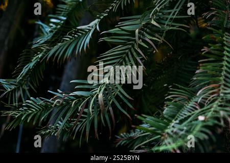 Wollemia nobilis, primo piano dei rami di pino di Wollemi in luce scarsa Foto Stock