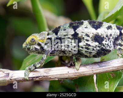 Camaleonte grezzo, camaleonte a strisce laterali di Ruwenzori, Raues Bergchamäleon, Trioceros rudis, Parco nazionale di Mgahinga Gorilla, Uganda, Africa orientale Foto Stock