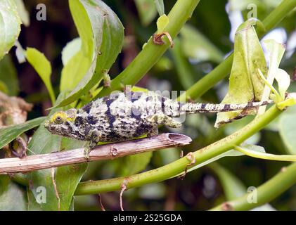 Camaleonte grezzo, camaleonte a strisce laterali di Ruwenzori, Raues Bergchamäleon, Trioceros rudis, Parco nazionale di Mgahinga Gorilla, Uganda, Africa orientale Foto Stock