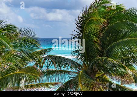 Una tranquilla spiaggia con palme che ondeggiano dolcemente accanto alle onde dell'oceano Foto Stock