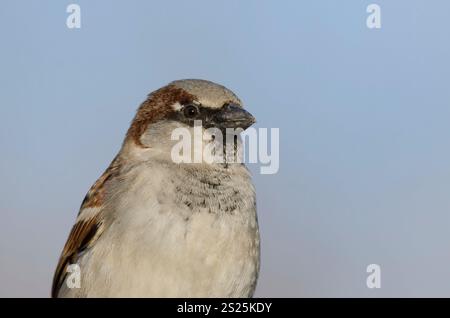 House Sparrow, Passer domesticus, maschio Foto Stock