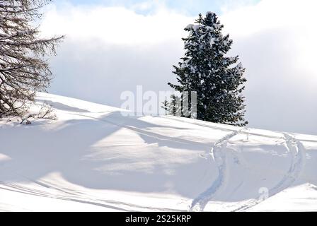 Piste di sci intorno ad abete sulla montagna di neve in Val Gardena, Dolomiti, Italia Foto Stock