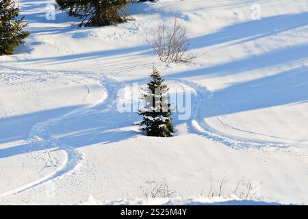 Piste di sci intorno ad abete sul pendio di neve in Portes du Soleil regione, Morzine - Avoriaz, Francia Foto Stock