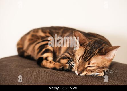 Primo piano di un gatto dormiente del Bengala che riposa pacificamente su una superficie marrone tenue. pelliccia con motivi felini e postura rilassata creano un'atmosfera tranquilla e accogliente Foto Stock