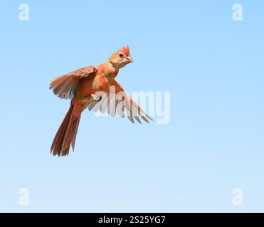 Adorabile, giovanile, maschio, medio-muta, cardinale del Nord in volo contro il cielo azzurro Foto Stock
