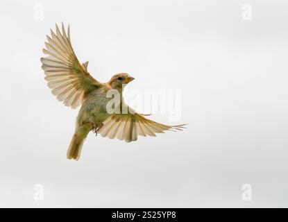 Immaturo passero della Casa in volo, contro il cielo nuvoloso; guardando lo spettatore in basso con le ali spalancate Foto Stock