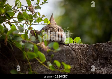 Primo piano della cute cat dormire sul alto muro di pietra ricoperta di edera Foto Stock