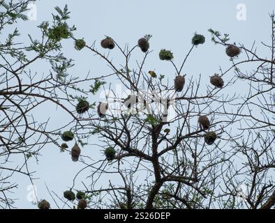 Uccelli tessitori sui rami degli alberi, cielo nuvoloso, colonia di nidi intrecciati a forma di pendente e tessitori su un albero di acacia africano in Sud Africa Foto Stock
