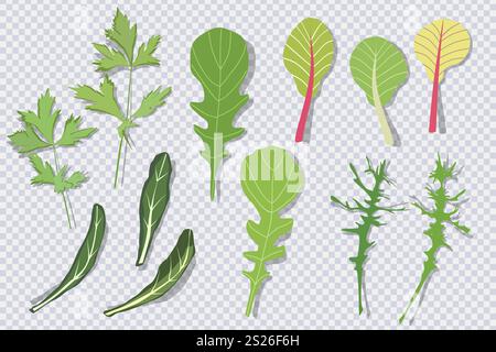Mescolare le foglie di insalata con l'ombra isolata su trasparente. Set di rucola cruda rossa verde, spinaci, foglie di lattuga, crescione. Ingrediente vitaminico organico Illustrazione Vettoriale