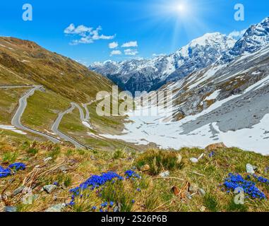 Fiori blu nella parte anteriore e in estate il Passo dello Stelvio con la neve sul versante della montagna e la strada a serpentina (Italia) Foto Stock