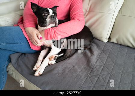 Cane Boston Terrier su un divano o un divano con protezione. La copertura ha alcuni peli di cane. Una donna tiene il cane tra le braccia affettuosamente. Lei Foto Stock