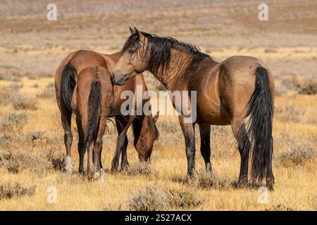 Wild Horse, Mustang, American West, California Foto Stock