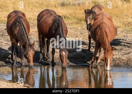 Wild Horse, Mustang, American West, California Foto Stock