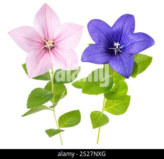 Fiori di pallone rosa e blu isolati su sfondo bianco Foto Stock