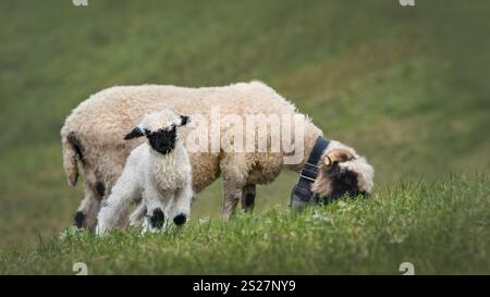 Una pecora balenese che pascolava su un prato con il suo agnello che guardava nella macchina fotografica, 16:9 Foto Stock