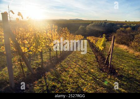 Vigneto, autunno nel vigneto, piante di vite di colore giallo, Moravia meridionale, Repubblica Ceca Foto Stock