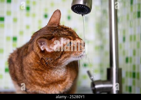 Gatto bengala che beve acqua dal rubinetto. Foto Stock