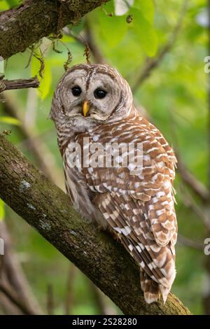 Gufo barrato settentrionale (Strix Varia) Foto Stock