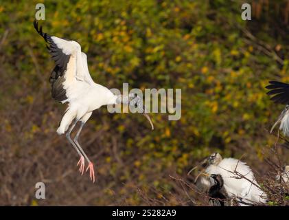 La cicogna di legno (Mycteria americana) torna al nido. La cicogna di legno è classificata come "minor preoccupazione" dalla IUCN, ma è classificata "minacciata" i Foto Stock