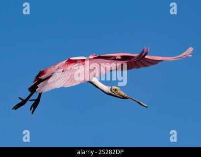 Roseate Spatola (Platalea ajaja) in volo Foto Stock