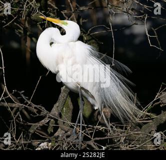 Grande Egret (Ardea alba) arroccato, con piumaggio accoppiato e una mostra Foto Stock