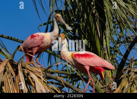 Coppia di Roseate Spoonbill (Platalea ajaja) in palma Foto Stock