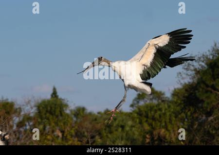 La cicogna di legno (Mycteria americana) torna al nido con materiali di nidificazione... La cicogna di legno è classificata come "minor preoccupazione" dalla IUCN, ma è c Foto Stock