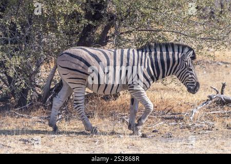 Un teleobiettivo di una zebra delle Pianure di Burchell, Equus quagga burchelli, sulle pianure del Parco Nazionale di Etosha, Namibia. Foto Stock