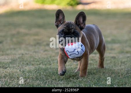 Tan e un cucciolo Bulldog francese nero che giocano sull'erba con un giocattolo Foto Stock