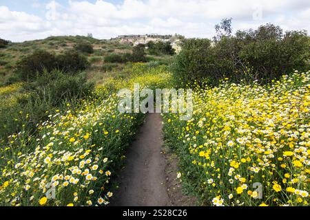 Fiori primaverili vicino al sentiero del Weir Canyon nella comunità di Anaheim Hills nella contea di Orange, California. Foto Stock