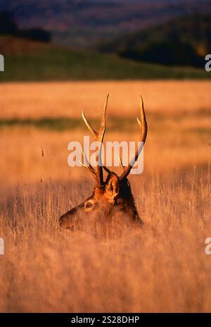 WILD ROOSEVELT ELK SULLA TERRA DELLA MINIERA DI CARBONE BONIFICATA; WINSLOW HILL VICINO A BENEZETTE; PENNSYLVANIA; STATI UNITI Foto Stock